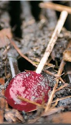 Would you eat a piece of candy picked up from the gutter?